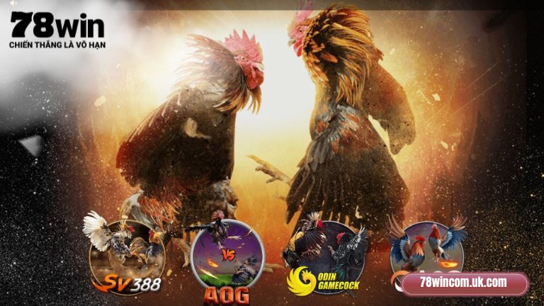 Đá gà 78Win tái hiện trọn vẹn không khí gay cấn, sôi động của các trường đấu